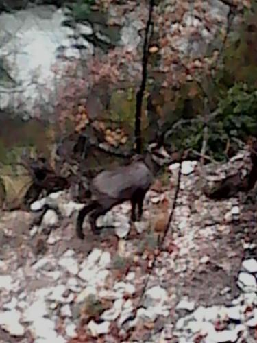 chamois-approché-à-5m(qd-martin-appelle)